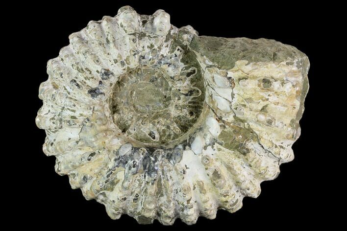 Tractor Ammonite (Douvilleiceras) Fossil - Madagascar #126397